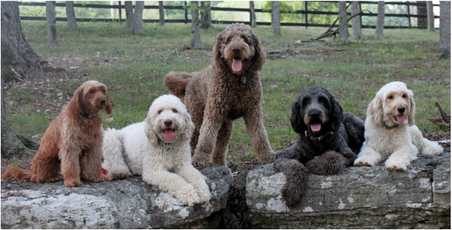 Mini and Standard Multi Colored Goldendoodles - Penny, Charlotte, Webster & Lindy  