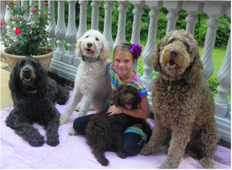 Black, Blond, and Chocolate goldendoodles