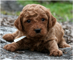 Red Curly Goldendoodle puppy