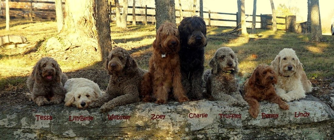 Goldendoodles of Tennessee 