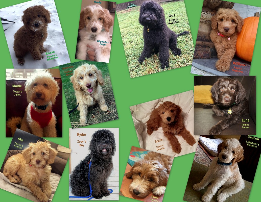 Chocolate, black golden, parti, Red and Caramel Goldendoodle puppies and adult dogs. 